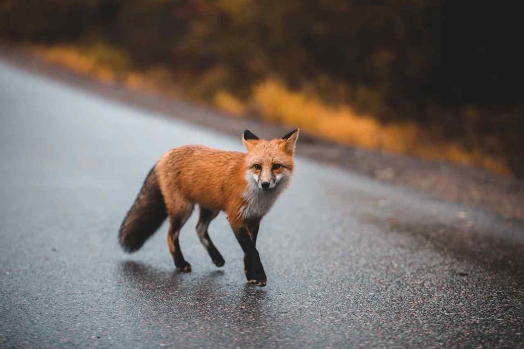 fox wildlife photography images